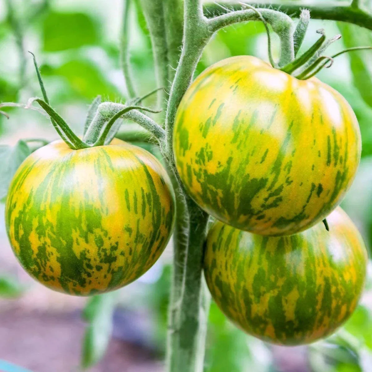 Green Zebra Tomato Seeds - 30 Non-GMO Heirloom Solanum lycopersicum, Striped Green and Yellow Fruit