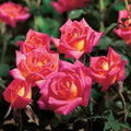 Hot Tamale Miniature Rose Cuttings, Unrooted Fresh 3 Stems Rosa 'Hot Tamale' for Gardening & Floristry