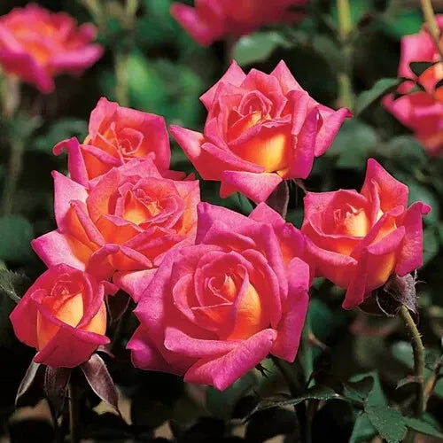 Hot Tamale Miniature Rose Cuttings, Unrooted Fresh 3 Stems Rosa 'Hot Tamale' for Gardening & Floristry