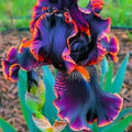 Black & Flame Iris Seeds - Iris germanica - Multicolor Blooms - Perennial Flower Seeds - Garden, Border, Container Planting