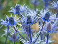 Blue Thistle Seeds - 25 Pack, Eryngium alpinum, Drought-Tolerant Perennial, Swiss Alps Thistle, Full Sun, Wildflower Garden