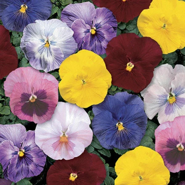 Pansy Seeds 50 Count Delta Monet Mix Viola tricolor var. hortensis Garden Flower Seeds for Borders & Containers