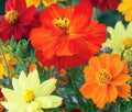 Bulk Cosmos Sulphureus Seeds - 2,500 Count, Mixed Colors, Easy Grow, Attracts Pollinators, Drought Tolerant, Garden Flowers
