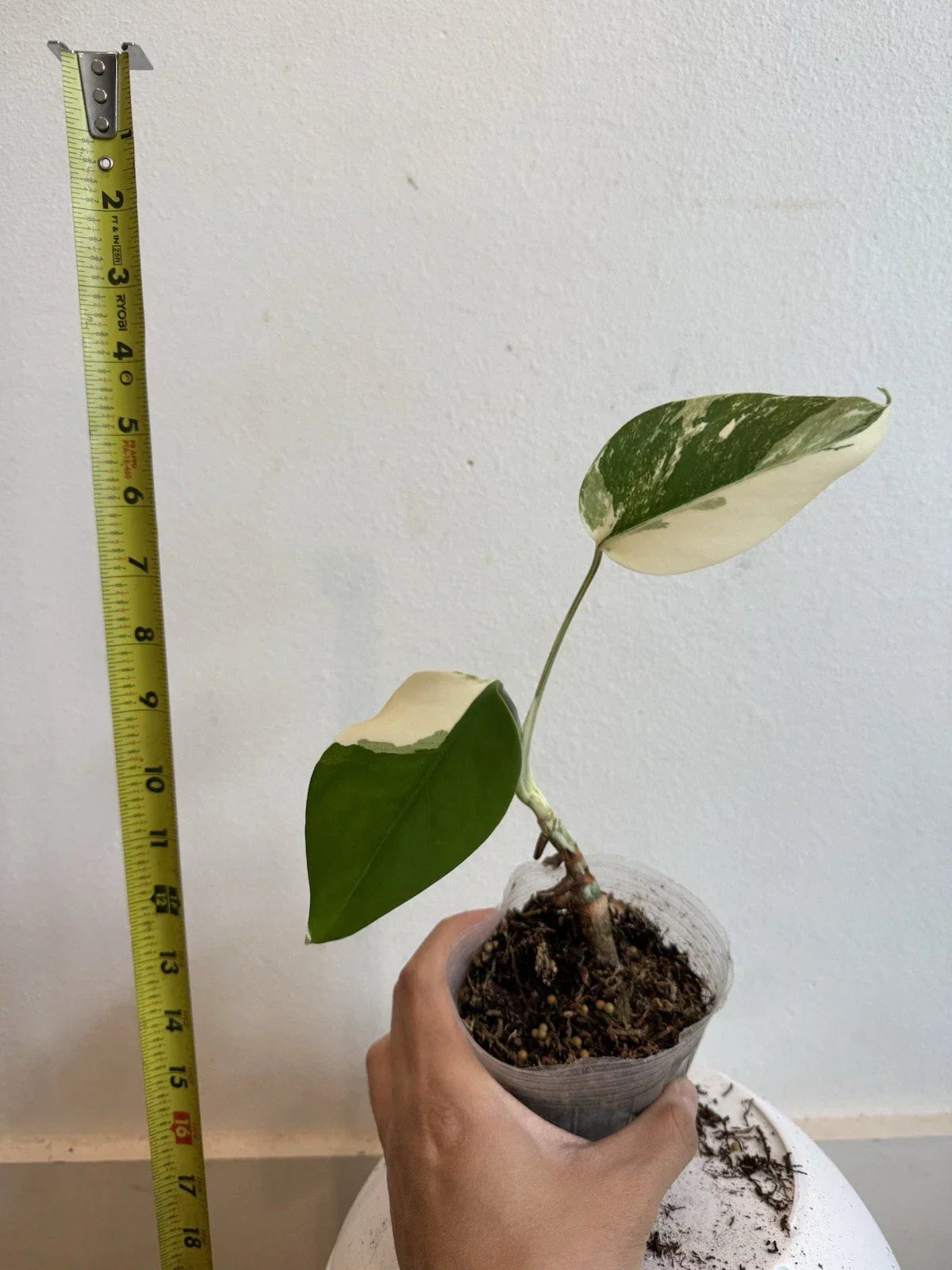 Rooted Variegated Monstera Albo Borsigiana Plant – Exotic Indoor Houseplant, Tropical Decor, Monstera Deliciosa Variegata