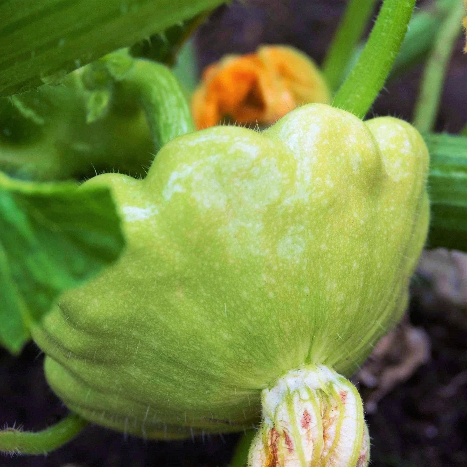 Patty Pan Squash Seeds - Benning's Green Tint, Bush Scallop, Cucurbita pepo, 40+ Seeds for Container Gardening & Summer Harvest