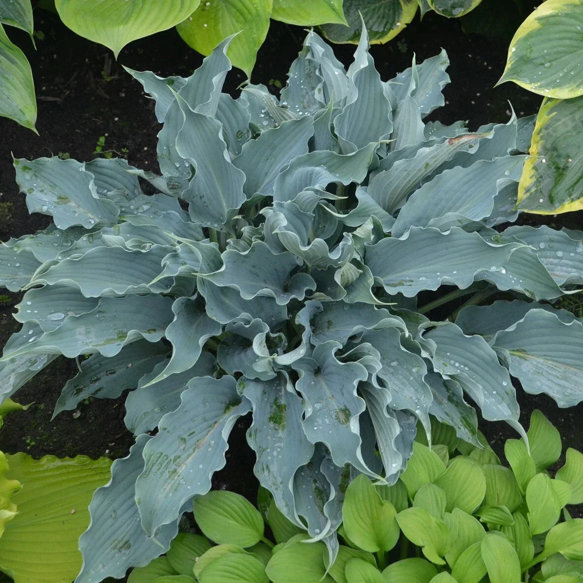 Hosta Waterslide Plant in 5.25" Pot, Shade Perennial, Blue-Green Foliage, Well-Rooted, Proven Winners