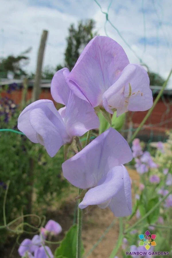 Lady Grisel Hamilton Sweet Pea Seeds - Heirloom Flower Seeds for Garden, Climbing Vine, Non-GMO, USA Grown