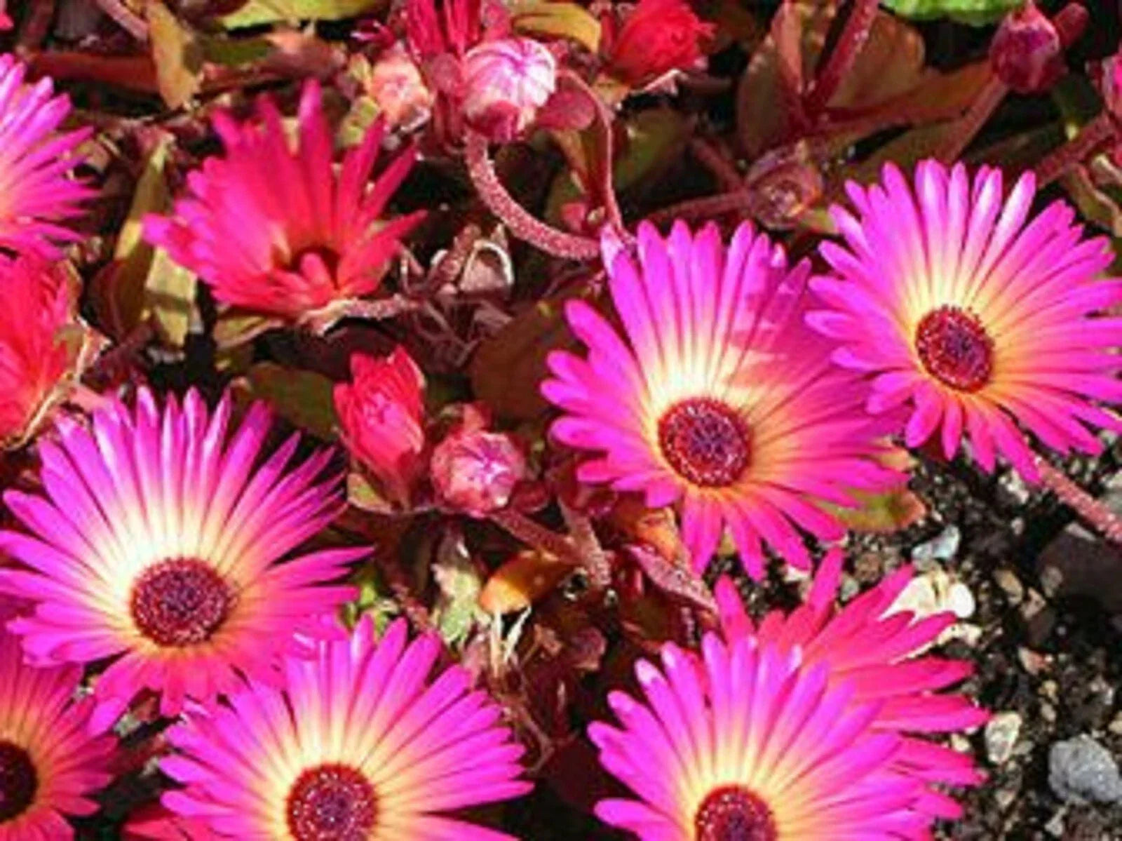 Ice Plant Succulent Seeds - Dorotheanthus bellidiformis - Drought-Tolerant Ground Cover - 50+ Seeds
