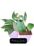 Hoya Sunrise Starter Plant in 3" Pot | Variegated Hoya Pubicalyx | Indoor Houseplant | Easy Care, Rooted Plant