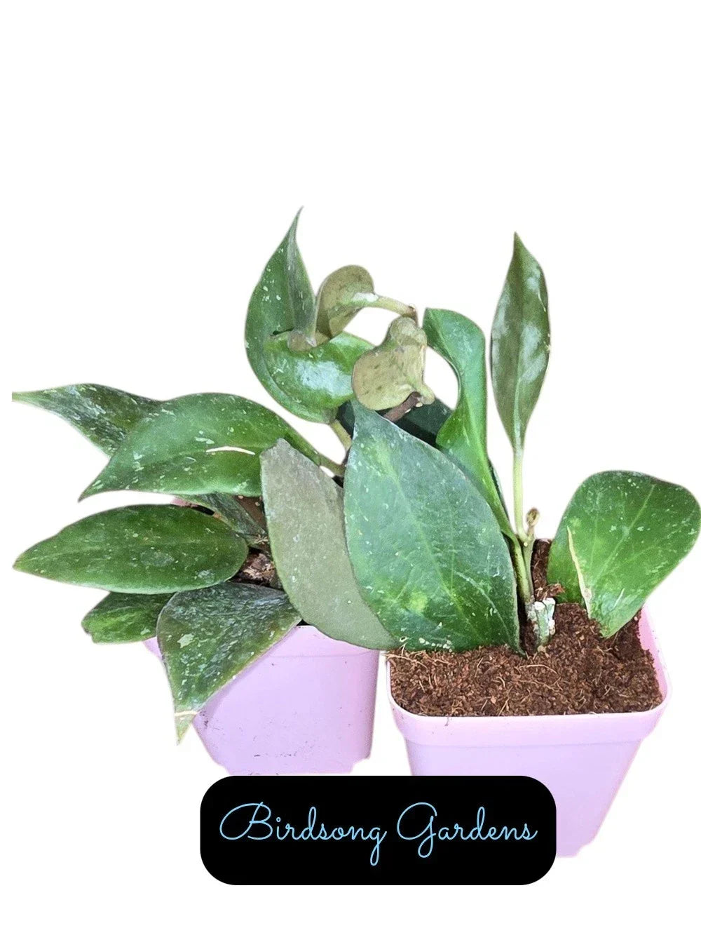 Hoya Sunrise Starter Plant in 3" Pot | Variegated Hoya Pubicalyx | Indoor Houseplant | Easy Care, Rooted Plant