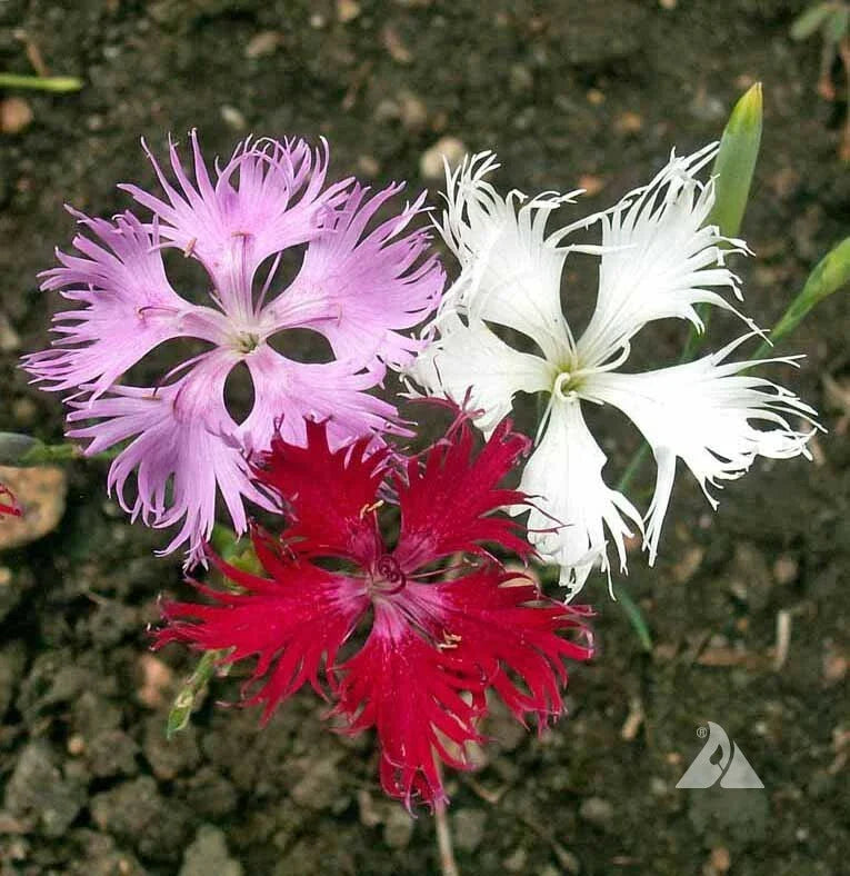 Sweet William Seeds - Fringed Pinks Mixed Colors - Dianthus barbatus - Perennial & Biennial Flower Pack