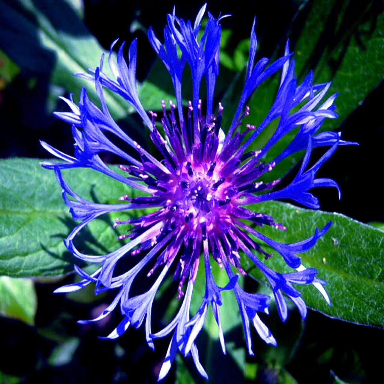 Mountain Blue Cornflower Seeds, Perennial Centaurea montana, Cold Hardy Flower Seeds for Gardens, 20 Pack