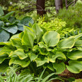 Hosta Lone Star Plant 5.25" Pot, Shade Perennial, Blue-Green Foliage, Proven Winners, Hosta 'Lone Star'