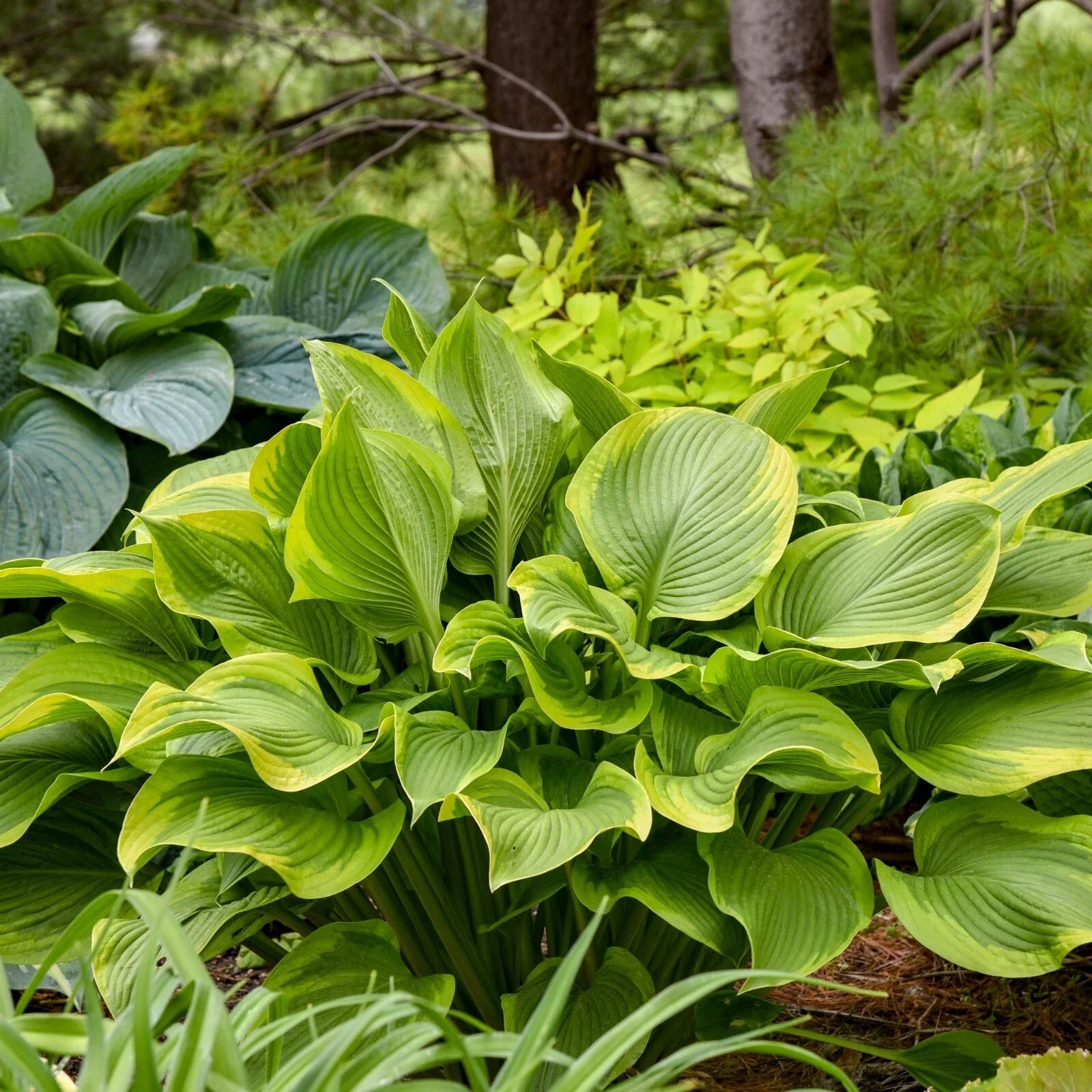 Hosta Lone Star Plant 5.25" Pot, Shade Perennial, Blue-Green Foliage, Proven Winners, Hosta 'Lone Star'