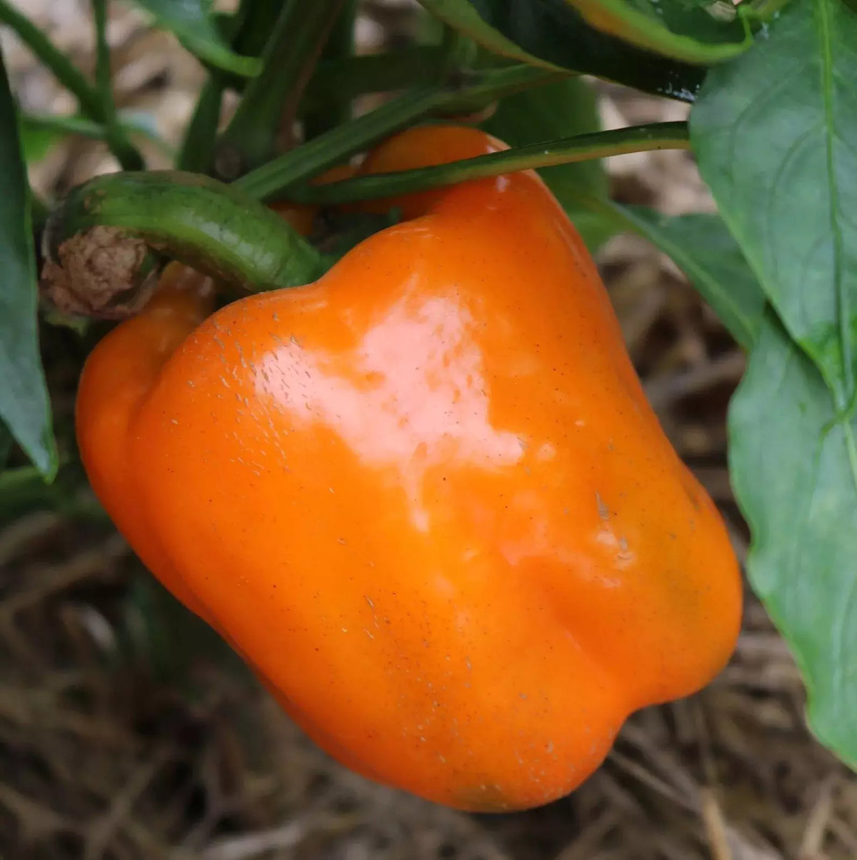 Orange Sun Sweet Bell Pepper Seeds - Heirloom Non-GMO, 30+ Seeds, Organic, Capsicum annuum, Juicy, Bright Orange Peppers