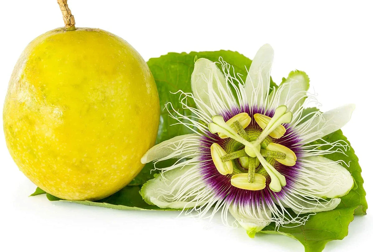 Passion Flower Seeds - 100 Pack Climbing Vines for Bonsai Passiflora Incarnata Garden Planting
