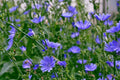 Chicory Seeds 1/4 LB Italian Dandelion Cichorium intybus Non-GMO Deer Plot Coffee Weed
