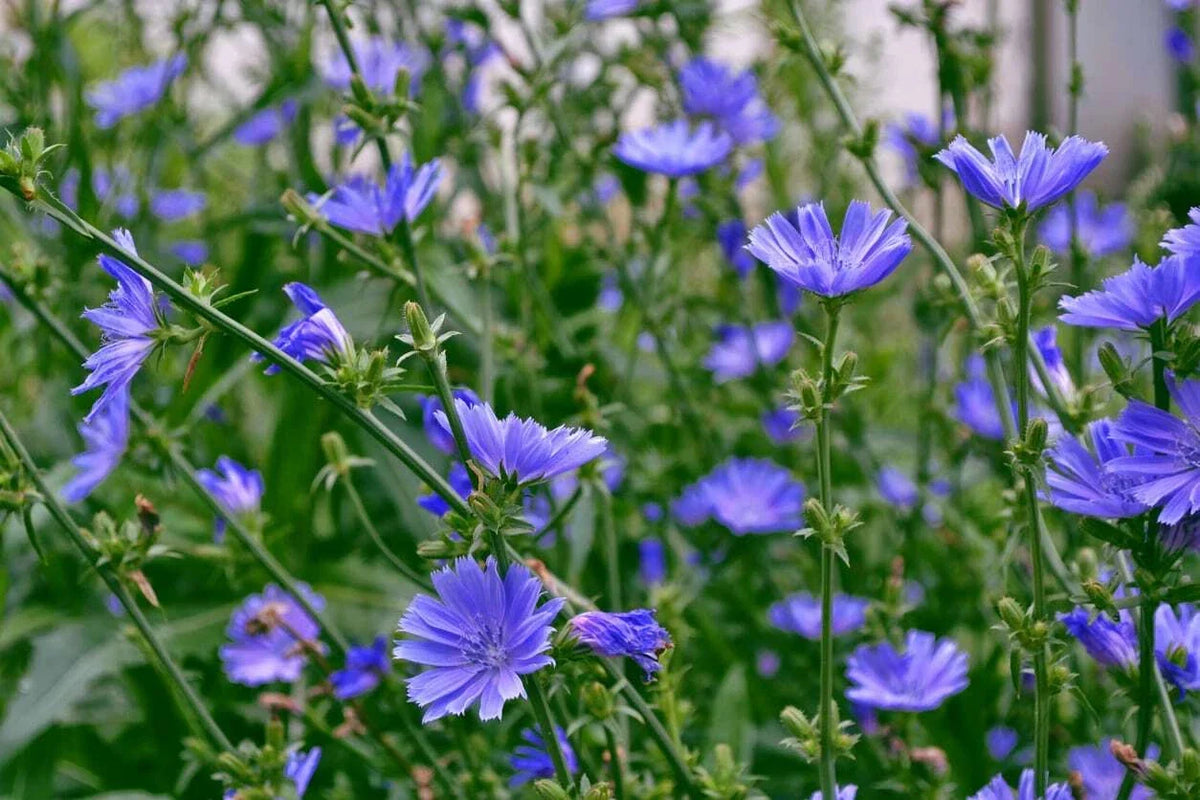 Chicory Seeds 1/4 LB Italian Dandelion Cichorium intybus Non-GMO Deer Plot Coffee Weed