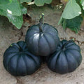 Black Pumpkin Seeds - 10 Exotic Cucurbita pepo for Black Kat Pumpkins, Decorative & Culinary Seeds