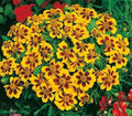 Naughty Marietta Dwarf French Marigold Flower Seeds - Tagetes patula, 300+ Seeds for Garden, Patio, Container Planting