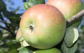 Apple Seeds - Belle Fleur de France Heirloom Variety for Garden Planting - Malus domestica, 25+ Premium Seeds