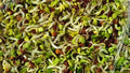 Bulk Sprouting Mix 2000g - Nutrient-Rich Seed Blend for Sprouting, Alfalfa, Broccoli, Radish & More