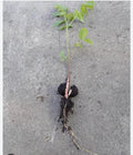 Black Walnut Seedling Bare Root Juglans Nigra Rescue Under 10 Inches Live Tree for Landscaping