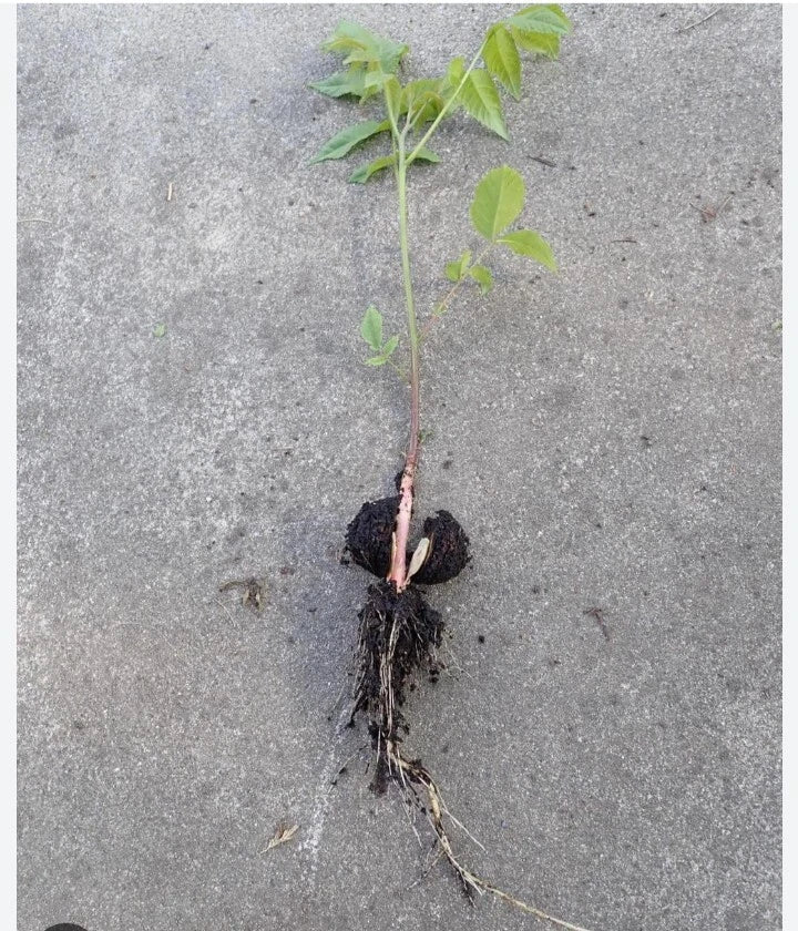 Black Walnut Seedling Bare Root Juglans Nigra Rescue Under 10 Inches Live Tree for Landscaping