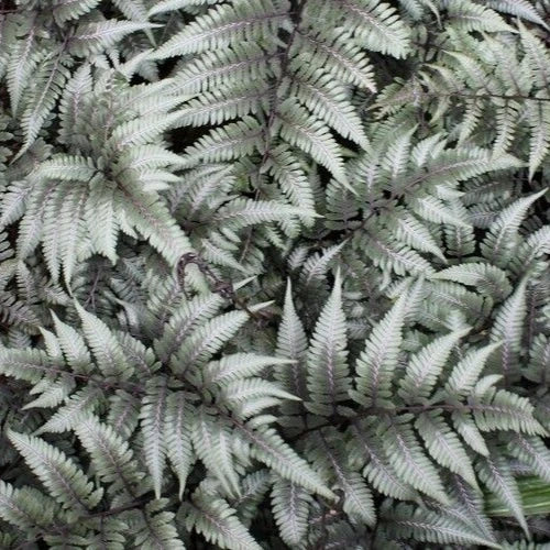 Japanese Painted Fern Seeds - 500+ Spores Mix of Athyrium niponicum Var. Pictum for Shade Gardens and Indoor Decor