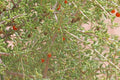 Desert Tomato Seeds 50+ Pack Lycium andersonii Drought-Tolerant Perennial Shrub, Heirloom, Organic, Non-GMO