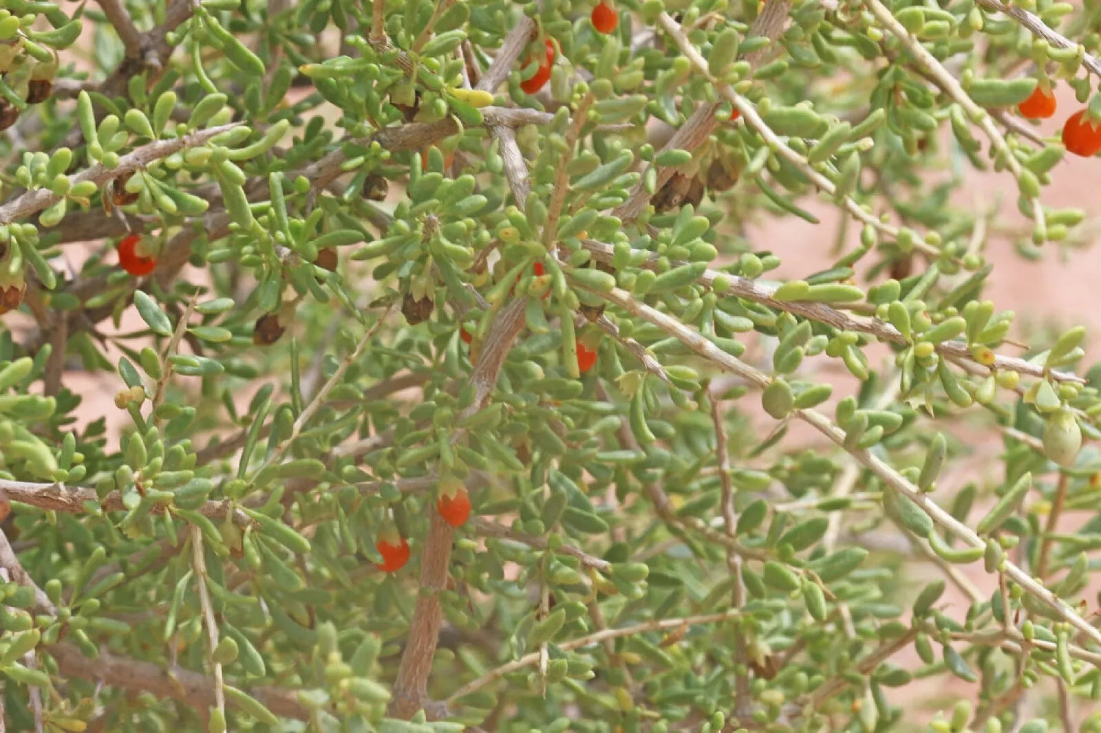 Desert Tomato Seeds 50+ Pack Lycium andersonii Drought-Tolerant Perennial Shrub, Heirloom, Organic, Non-GMO