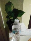Philodendron Monstera - 6-Inch Pot Tropical Houseplant with Green Foliage, Indoor Plant, Monstera deliciosa