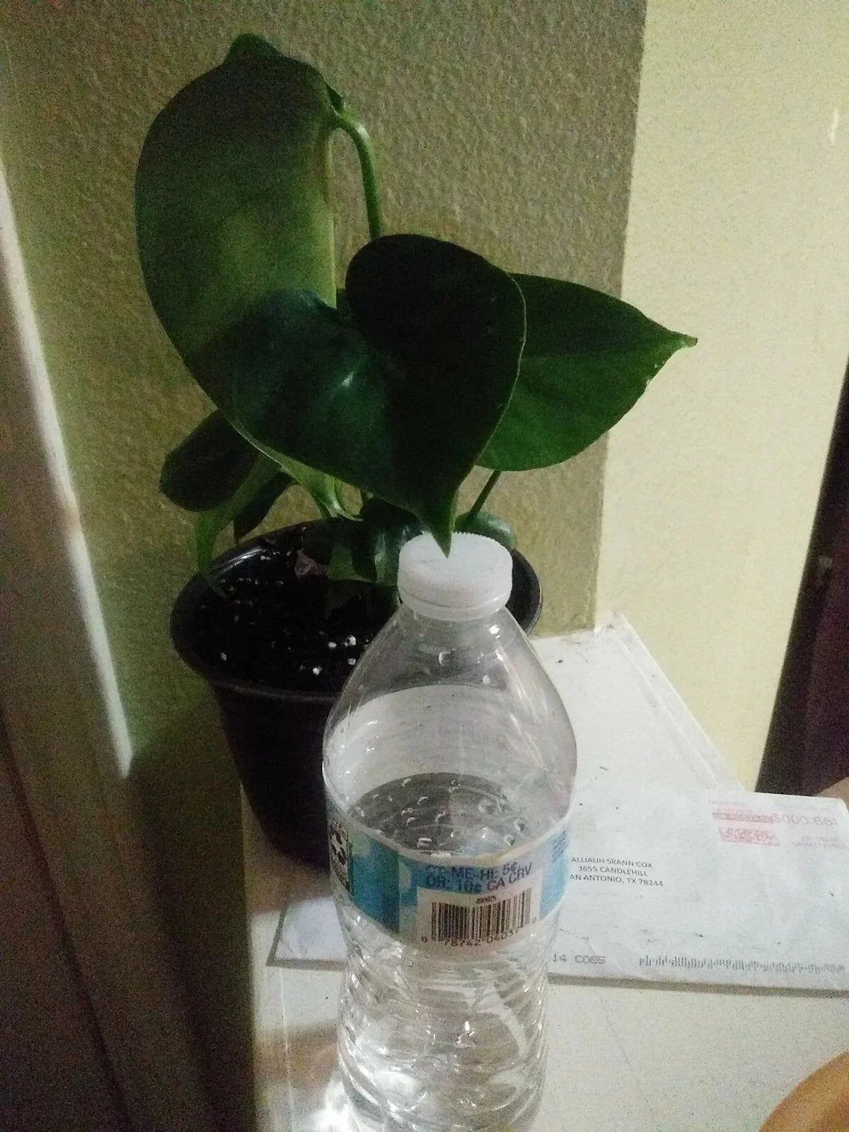 Philodendron Monstera - 6-Inch Pot Tropical Houseplant with Green Foliage, Indoor Plant, Monstera deliciosa