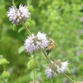 Pennyroyal Mint Seeds - Mentha pulegium - Heirloom Non-GMO Aromatic Herb for Gardens - 100 Seeds