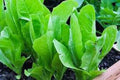Heirloom Lettuce Seeds Collection – 6 Varieties for Home Garden, Non-GMO Lactuca sativa Seed Mix, Salad Greens, Indoor & Outdoor Planting