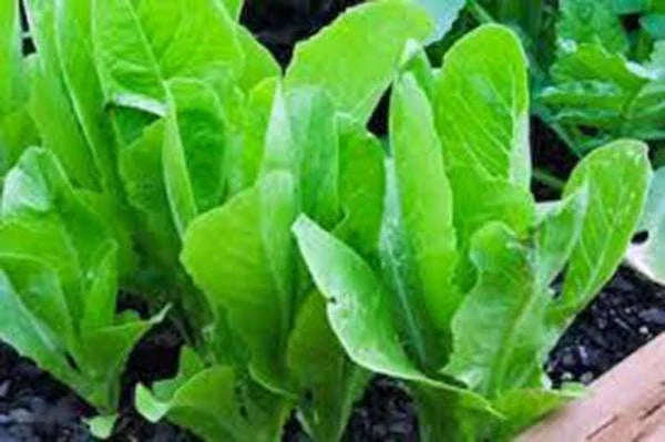 Heirloom Lettuce Seeds Collection – 6 Varieties for Home Garden, Non-GMO Lactuca sativa Seed Mix, Salad Greens, Indoor & Outdoor Planting