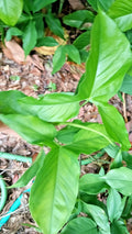 Rooted Live Arrowhead Plant – Syngonium Podophyllum – Easy-Care Air Purifying Houseplant
