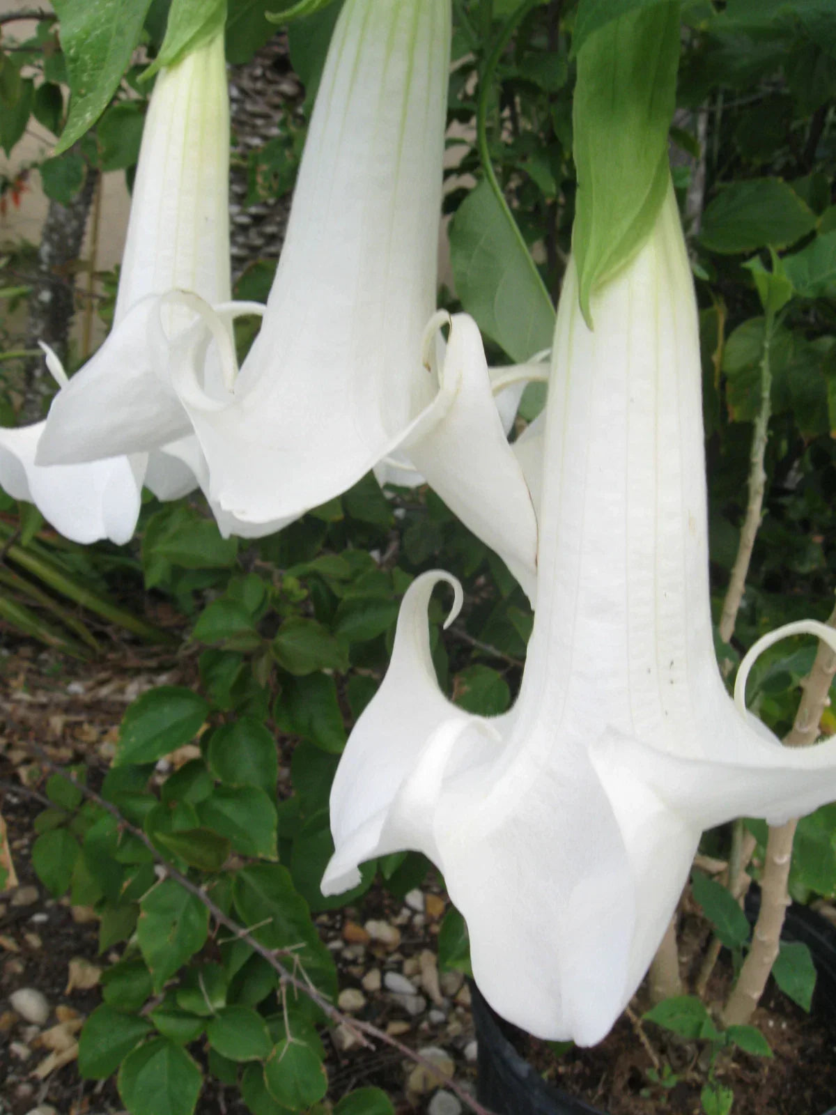 Angel’s Trumpet Cutting – Fresh Unrooted Brugmansia Flowering Plant for Garden & Tropical Growers