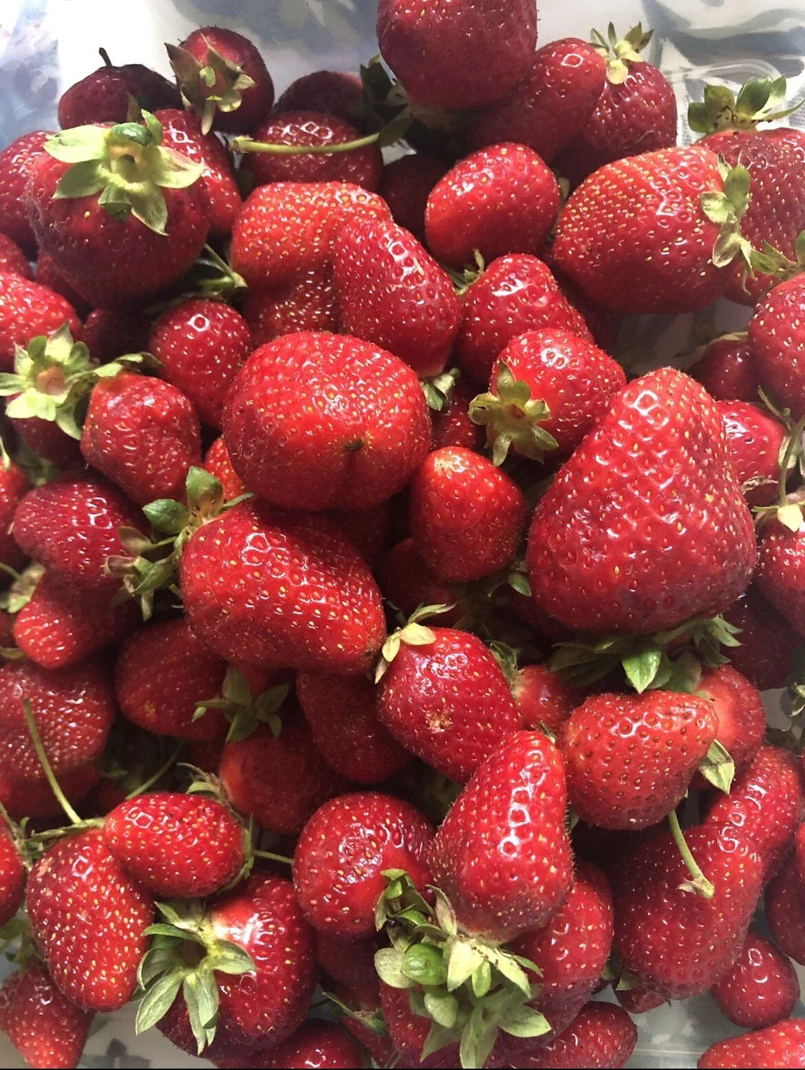 Organic Strawberry Seeds - Non-GMO Fragaria × ananassa for Home Garden, Edible, Juicy Berries, Seed Packet