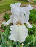Tall Bearded Iris Plants - Ruffled All White - 2 Live Iris germanica Flowers for Garden, Border, or Container