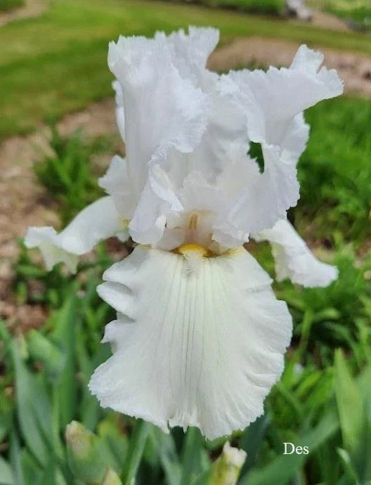 Tall Bearded Iris Plants - Ruffled All White - 2 Live Iris germanica Flowers for Garden, Border, or Container