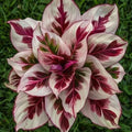 Burning Crimson Calathea Seeds - 25+ Premium Calathea roseopicta Seeds for Indoor & Outdoor Gardening