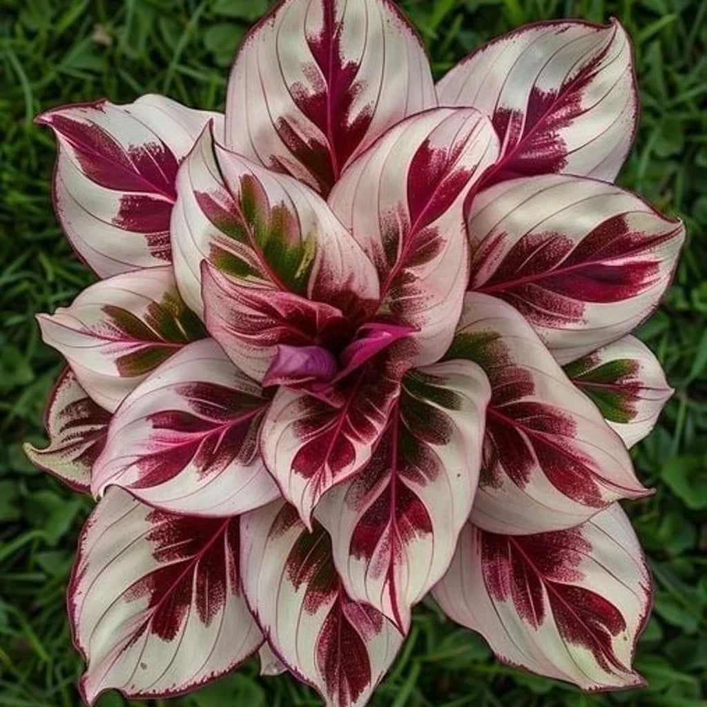 Burning Crimson Calathea Seeds - 25+ Premium Calathea roseopicta Seeds for Indoor & Outdoor Gardening