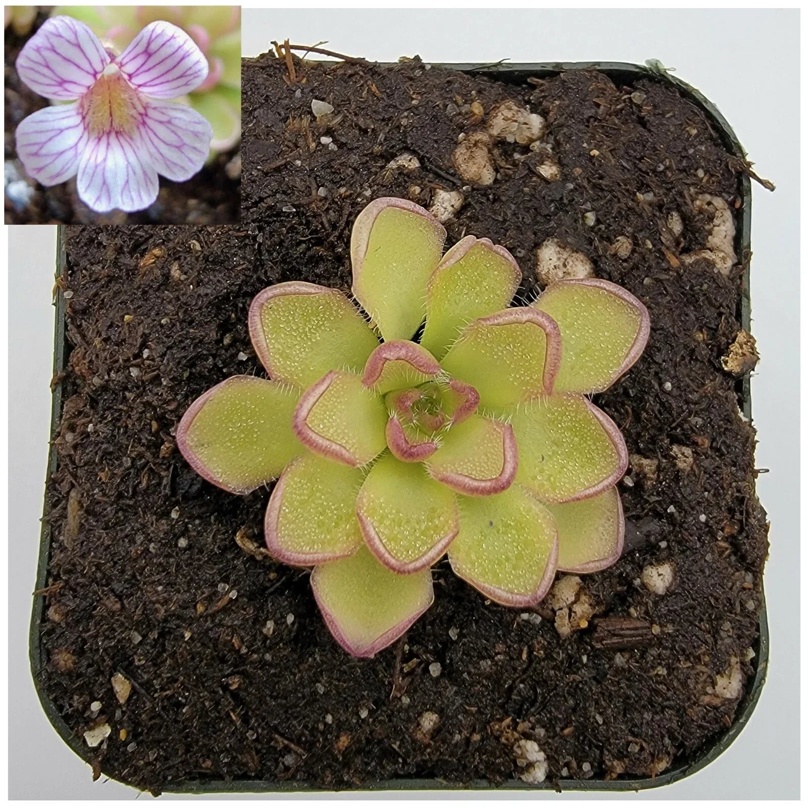 Pinguicula kondoi Carnivorous Plant - Live Butterwort - Insect-Eating Greenery - Indoor Terrarium Plant