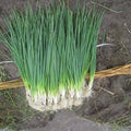 White Lisbon Bunching Onion Seeds - Heirloom Allium fistulosum, Non-GMO, Clumping Scallions for Gardening & Cooking