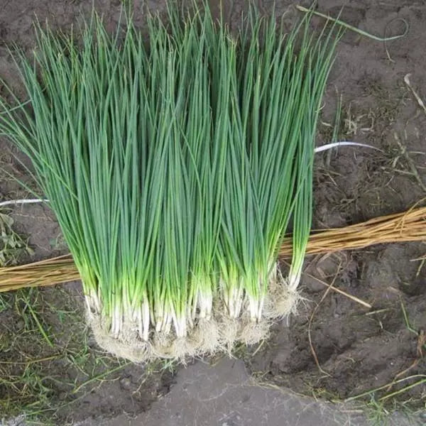 White Lisbon Bunching Onion Seeds - Heirloom Allium fistulosum, Non-GMO, Clumping Scallions for Gardening & Cooking