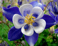 Columbine Seeds - 50 Bright Blue & White Perennial Flower Seeds - Aquilegia caerulea - Easy to Grow Garden Seeds