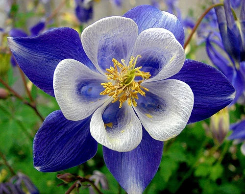 Columbine Seeds - 50 Bright Blue & White Perennial Flower Seeds - Aquilegia caerulea - Easy to Grow Garden Seeds