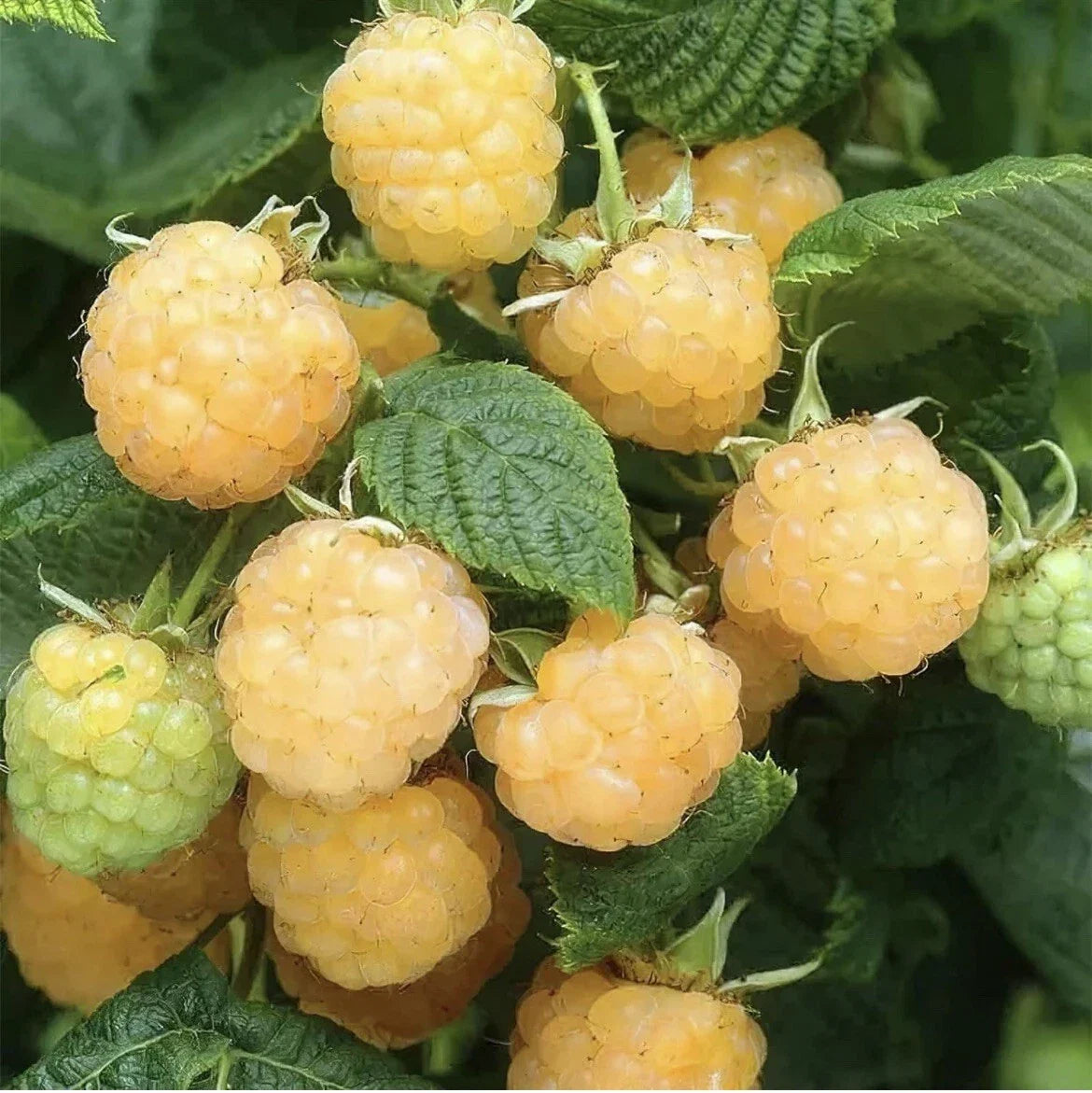 Golden Raspberry Seeds - 50 Pack, Edible Berry Garden Vine, Rubus idaeus, Fruit, Home Gardening, Pollinator Attractant