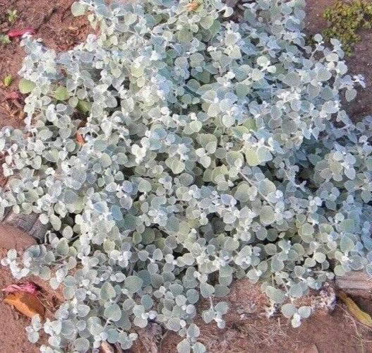 Helichrysum Silver Mist Seeds - Drought Tolerant Perennial with Silvery Foliage, Helichrysum petiolare, Garden Flower Seeds
